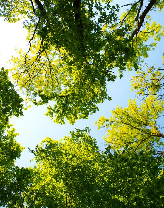 Lush green tree canopy framing a bright blue sky, symbolizing a calm and inviting environment for patients at NuSmile Implant Studio.