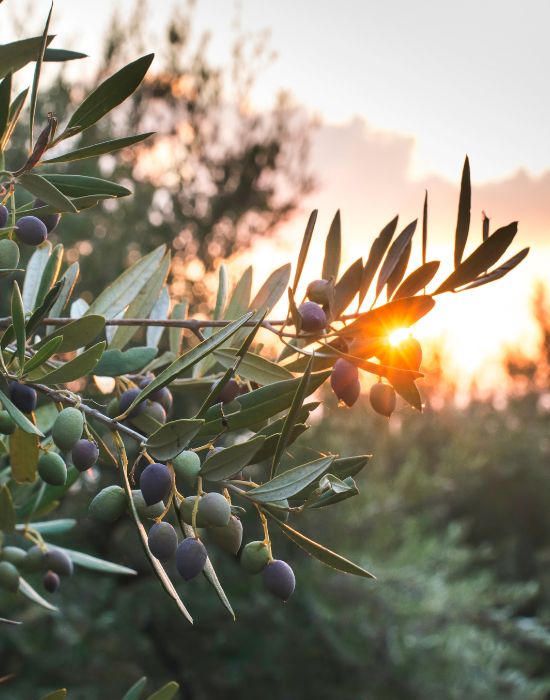 Olive branch with green and purple olives illuminated by sunlight, set against a blurred background of trees and a sunset sky.